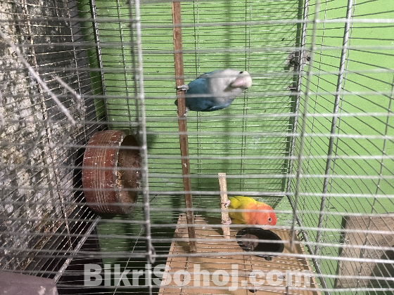 Beautiful & Healthy Pet Birds For Sale